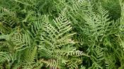 Dryopteris f.m. 'Linearis Poly image