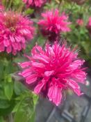Monarda 'Pink Lace' image