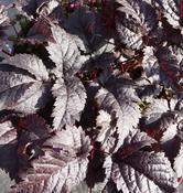 Astilbe 'Chocolate Shogun' image