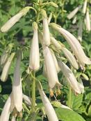 Phygelius Croftway Snow Queen® image