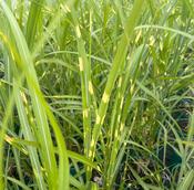 Miscanthus sin, 'Zebrinus