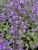 NEPETA X
FASS. 'KIT KAT' image