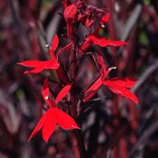 Lobelia 'Queen Victoria' image