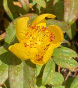 Hypericum 'Rose of Sharon' image