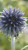 ECHINOPS BANN.
'BLUE GLOBE' image