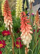 Kniphofia ‘Orange Vanilla
Popsicle®’ image