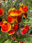 Calceolaria ’Sunset Orange’ image