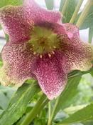 Helleborus ViV 'Eloisa' image