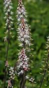 TIARELLA 'PINK SKYROCKET' image