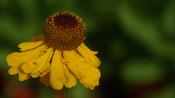 Helenium "The Bishop' image