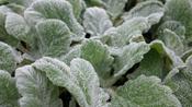 Salvia argentea Artemis image