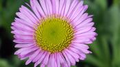 Erigeron 'Sea Breeze' ® image