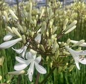 Agapanthus 'Polar Ice' image