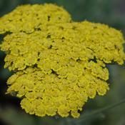 Achillea 'Moonshine' image