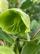 Helleborus
Winterbells ® image