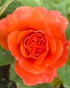 Rosa Newsflash Climbing Rose Pot Size 4.5L image