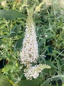 Buddleja Buzz ‘Ivory’ image