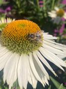 ECHINACEA "WHITE MEDITATION® image