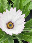 Osteospermum 'Lady Leitrim' image