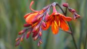 Crocosmia Saracen image