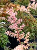 Astilbe ‘Sprite’ image