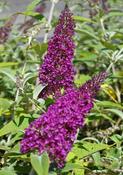 Buddleja Buzz ‘Magenta’ image