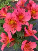 Alstromeria colorita ‘Elaine’ image