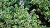 Thymus x c. ‘Golden King’ image