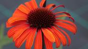 Echinacea 'Devotion'® image