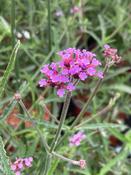 Verbena bonariensis 'Lollipop'