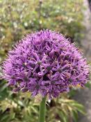 Allium ‘Gladiator’ image