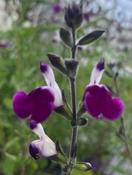 Salvia ‘Amethyst Lips’ image