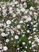 Gypsophila pan. 'White Festival' image