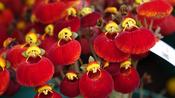 Calceolaria ‘Sunset Red’ image