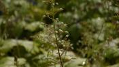 Heucherella 'Alabama Sunrise' ®