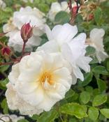 Rosa 'Diamant'