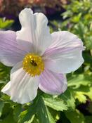 Anemone 'Wild Swan' image