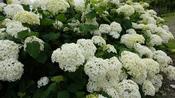 Hydrangea arborescens ‘Annabelle’ 2L image