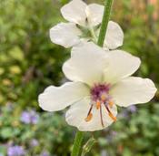 Verbascum ‘White Blush’ image