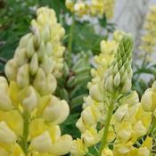 Lupin 'Gallery Yellow' image