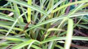 Miscanthus 'Ruby Cute'