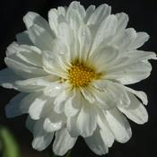 Leucanthemum 'Victorian Secret' image
