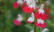 Salvia 'HotLips' image