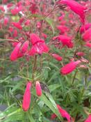 Penstemon ’Lilliput’ image