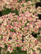 Sedum Herbstfreude. (Autumn Joy) image