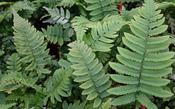 Dryopteris atrata