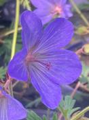 Geranium 'Johnson’s Blue' image