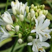 Agapanthus afric. 'Double Diamond' image