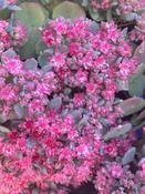 SEDUM
'COCA COLA' image