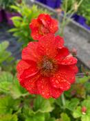 Geum ‘Scarlet Tempest’ image